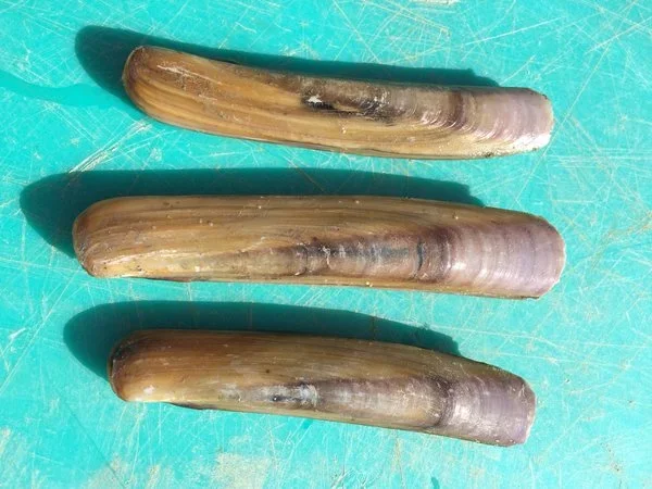 Maine Razor Clams | Fresh Wild-Caught Atlantic Jackknife Clams